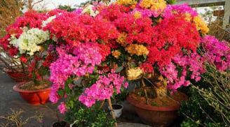 Lợi ích tuyệt vời của việc tưới mì chính vào gốc cây hoa giấy