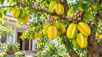 Mệnh nào hợp trồng cây khế phong thủy? Nên lưu ý gì?