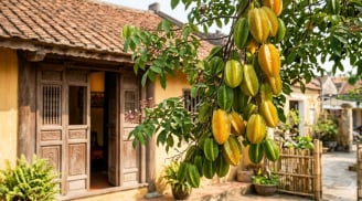 Người mệnh nào kỵ cây Khế nhất?