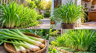 Trồng bụi sả nên đặt ở vị trí này: Cây nhanh tốt, dễ thu hái, tận dụng tối đa công dụng