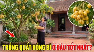 Trồng Quất Hồng Bì ở vị trí nào là tốt nhất?