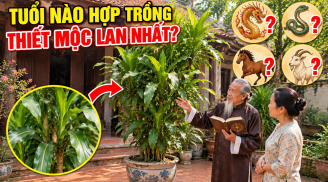 Tuổi nào hợp trồng Thiết Mộc Lan nhất?
