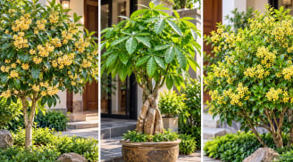 3 cây cảnh được cho là hợp cả 5 mệnh, trồng trước nhà vừa đẹp vừa tăng sinh khí, hút tài lộc