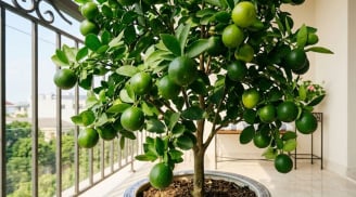 Mệnh nào kỵ trồng cây chanh?
