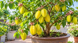 Trồng cây khế phong thủy trong chậu: Nhớ mẹo này để cây xanh tốt lâu năm, quả sai trĩu cành