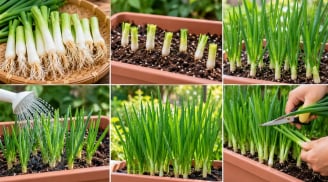 Cách trồng hành lá trong chậu từ gốc hành: 5 mẹo giúp hành xanh tốt, cắt ăn nhiều lần