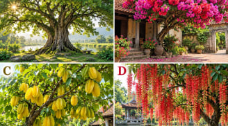 Hãy chọn 1 loài cây mà bạn thích nhất