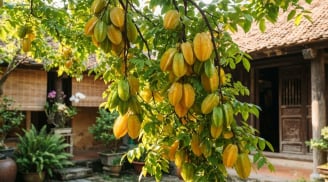 Tại sao nhà giàu thích trồng cây Khế trong nhà?