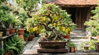 Trồng khế trong chậu nên chọn khế chua hay khế ngọt