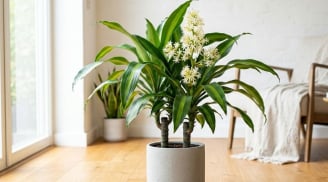 2 hướng tốt nhất trồng cây thiết mộc lan giúp hút tài lộc vào nhà