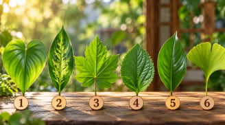Chọn 1 chiếc lá mà bạn ấn tượng nhất