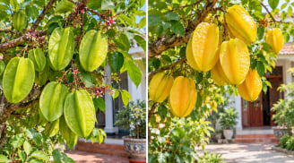 Trồng cây khế chua hay khế ngọt trước nhà mang ý nghĩa phong thủy tốt hơn?