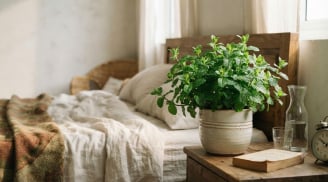 Vì sao nên đặt 1 bình rau húng ở trong phòng ngủ?