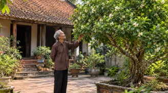 2 người hợp tuổi trồng cây Nguyệt Quế, tiền vào như nước