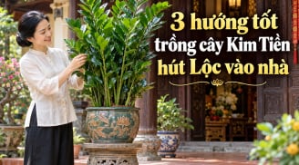 3 hướng tốt trồng cây Kim Tiền hút Lộc vào nhà
