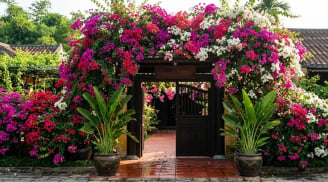 3 vị trí trồng cây Hoa Giấy tốt nhất