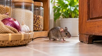 7 mẹo đuổi chuột khỏi nhà hiệu quả, không cần dùng bẫy độc