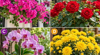 Hãy chọn 1 cây hoa mà bạn thích nhất, tiết lộ Phúc Lộc cuối năm