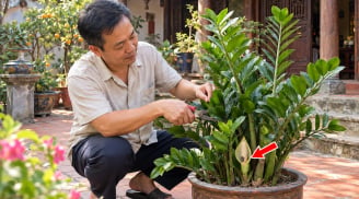 Loại cây hợp cả 5 mệnh, ra hoa là gia chủ có Tiền về