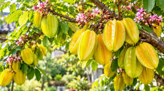 Trồng cây khế, muốn quả ngọt hơn hãy nhớ mẹo này