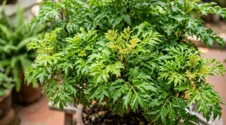 Trồng đinh lăng để hái lá ăn: 4 lưu ý giúp cây khỏe, ra chồi mới và an toàn khi sử dụng