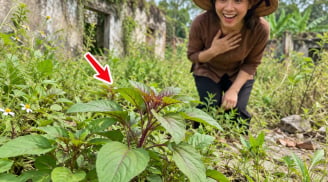 3 loại rau bồi bổ khí huyết cho phụ nữ
