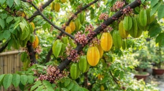 3 vị trí trồng khế hút tài lộc vào nhà: Cây càng xanh tươi người càng sung túc