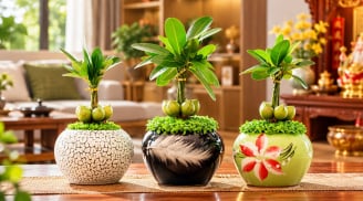 Cây tài lộc nên đặt ở đâu? Có 3 nơi nên tránh mà nhiều người không biết