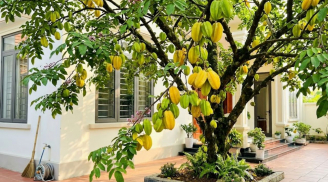 Có 1 tin vui đặc biệt cho những nhà đang trồng khế, nhất là cây đã trồng lâu năm