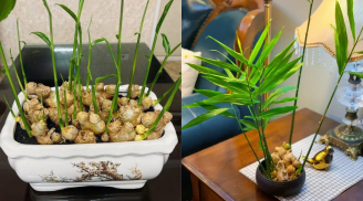 Trồng gừng phong thủy: Nên trồng trong đất hay trồng thủy sinh?