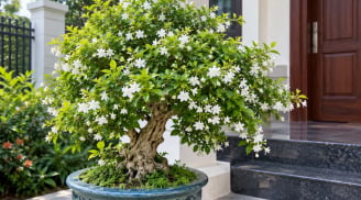 Cách trồng cây Mai Chiếu Thủy trong chậu xanh tốt, nở hoa trắng xóa