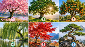  Chọn 1 hình ảnh cái cây, xem tâm trạng hiện tại của bạn đang thế nào