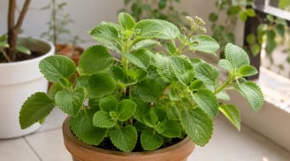 Nhà nào trồng húng chanh cũng nên biết 4 điều này: Chăm sai cách, cây dễ vàng lá, thối rễ