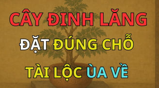 2 vị trí trồng đinh lăng hút tài lộc vào nhà