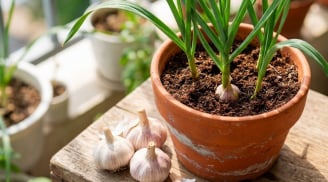 Cách trồng tỏi nhanh lớn, củ căng tròn