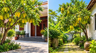 Trồng cây khế phong thủy nên để sau nhà hay trước nhà sẽ vượng khí hơn?