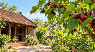 Vì sao người xưa kiêng trồng dâu tằm trước nhà nhưng lại thích trồng phía sau?