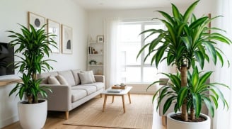 Vị trí tốt nhất để đặt cây thiết lan trong nhà là ở đâu?