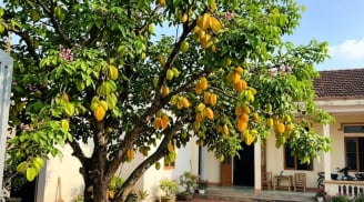 4 vị trí trồng cây khế hút tài lộc vào nhà
