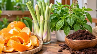Cách đuổi muỗi bằng nguyên liệu tự nhiên sẵn có, đơn giản mà hiệu quả