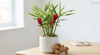 2 vị trí tốt trồng gừng giúp hút tài lộc vào nhà
