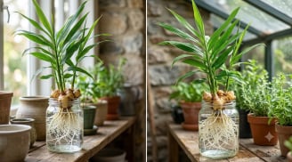 Cách trồng gừng thủy sinh nhanh nảy mầm để cả năm vẫn xanh tươi đẹp mắt