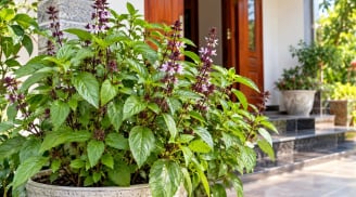 Trồng cây húng quế tại nhà, tin vui tới
