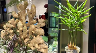 Tại sao nhiều người thích trồng gừng phong thủy trong nhà?