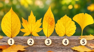 Chiếc lá vàng nào khiến bạn thấy rung cảm nhất?
