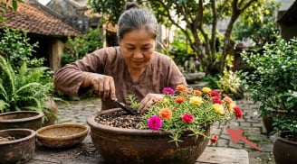 Mẹo trồng hoa mười giờ xanh mập, hoa bung nở quanh năm