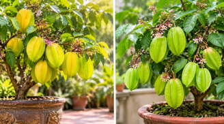 Nên chọn khế chua hay khế ngọt khi trồng trong chậu phong thủy?