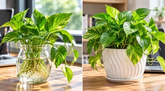 Trồng cây trầu bà phong thủy cho bàn làm việc nên trồng thủy sinh hay trồng đất?