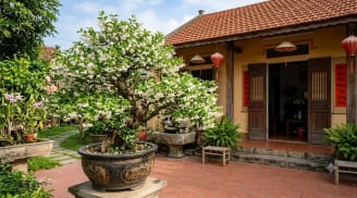 Cách trồng Mai Chiếu Thủy bung hoa trắng xóa, lá tươi tốt quanh năm
