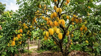 Trồng khế trước nhà khế chua hay ngọt để hút lộc